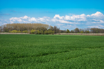 Fototapeta premium Green agriculture fields with a corn plantation, Belgium