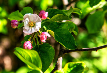 Inflorescences of fruit trees growing in places of old orchards in the city of Bialystok in Podlasie, Poland.