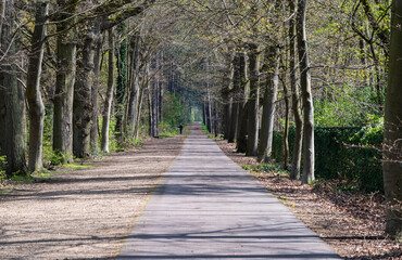 Straight cycling and pedestrian path through the woods, Laakdal, Belgium