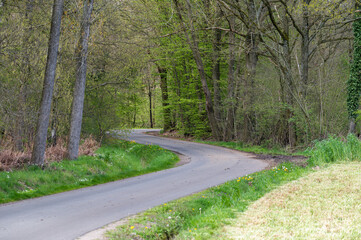 Bending asphalt road through the gorest and heather of Herselt, Belgium