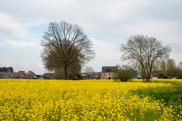 Green and yellow fields of rapeseed for biogas farming, Belgium