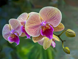 Obraz na płótnie Canvas Beautiful orchid flower in the yard