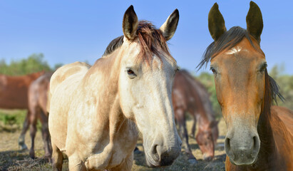Horses farm animal group portrait looking at camera   - 601379893