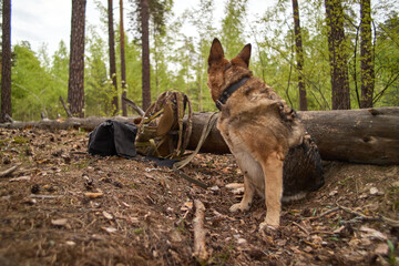 A dog in a pine forest guards a backpack