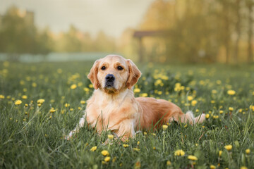 Beautiful dog golden retriever labrador sits in the grass with dandelions yellow flowers in the spring on a walk
