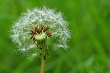 Eine Pusteblume steht in einer Wiese und hat schon einige Schirmchen verloren