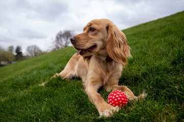 Cocker spaniel lies on the grass with a red ball and looks away. Photo of a cocker spaniel resting...