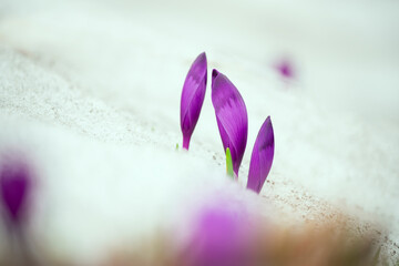 Spring flowers of lilac crocuses growing in the snow in a clearing 