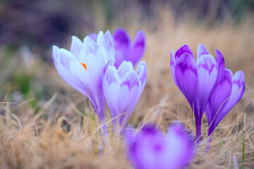 Spring flowers lilac crocus on a forest glade.
