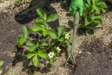 Farmer is loosening soil around the strawberry bushes using hand garden rake