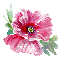 Watercolor pink Poppy flower hand drawn colorful illustration isolated on white background, floral bouquet design for greeting card, package cosmetic, page magazine, wedding invitation, florist shop