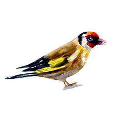 Watercolor goldfinch illustration, hand drawn bird isolated on white background, Carduelis forest wild animal for design children decorative card, colorful zoo poster