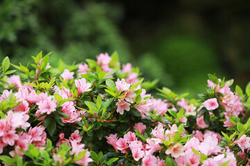 pink and white flowers
