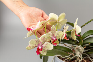 Woman's hand holds a branch of phalaenopsis orchid flowers on the grey background.