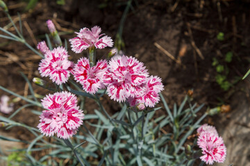 Obraz premium Pink clove flowers in a ground on the garden bed.