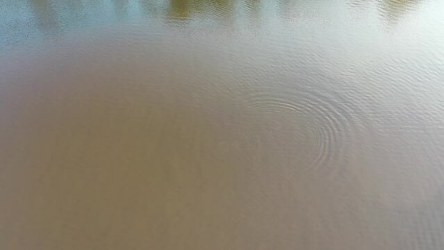 Boto, Delf&iacute;n Rosado del Amazonas. 