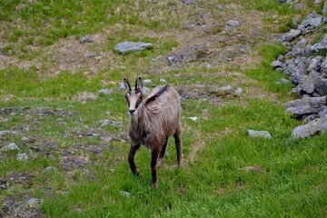 mountain goat on a meadow