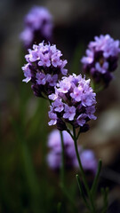Fototapeta premium Beautiful nature, live, bright colors, fresh plants and flowers, nature