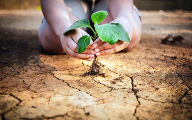 Close-up of the child's hand is holding a tree growing on cracked earth arid, and dehydrated. Saving the environment and Global warming