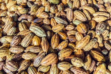 Ripe yellow cacao pods background, Top view of cocoa pods organic chocolate farm