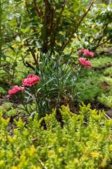 Obraz premium Red cloves in a ground on the garden bed.