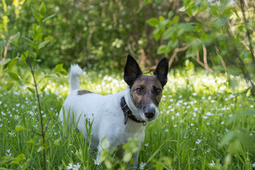 Cute smooth fox terrier standing among green grass and camomile flowers. Dog in the forest in springtime