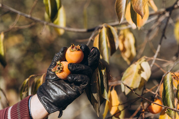 Autumn harvest of persimmons in the garden. Man picking persimmons in his garden