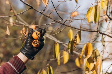 Autumn harvest of persimmons in the garden. Man picking persimmons in his garden