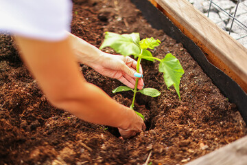 Planting seedling in open ground. Spring work in garden. Gardening concept, springtime.