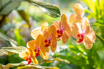 The Yellow colour Phalaenopsis orchid in garden.