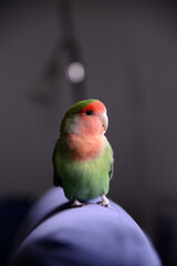 Beautiful young green lovebird posing for photo