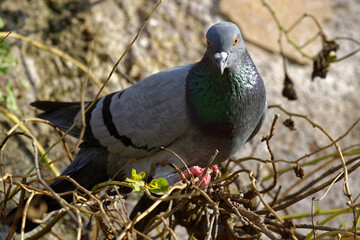 Portrait d'un pigeon