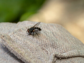 a fly lay on gray kniting fabric with blur background