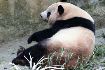 Fototapeta premium Close up a cute female panda, Mei Lan, aka Rou Rou
