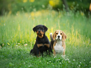 two puppies on the grass, in nature. dog rottweiler and beagle together. happy pets