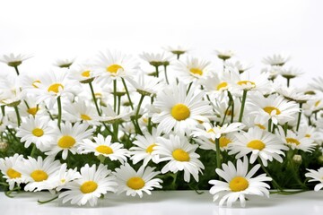 daisies in a field, ai generative