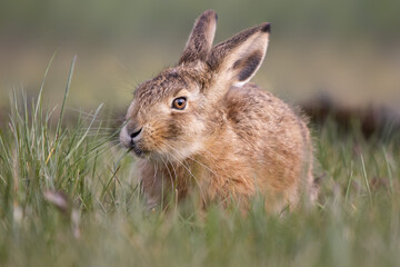 Hare sitting