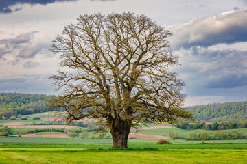 Old Oak Tree in the spring