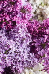 Beautiful bouquet of lilacs of different varieties close-up