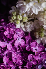 Beautiful bouquet of lilacs of different varieties close-up