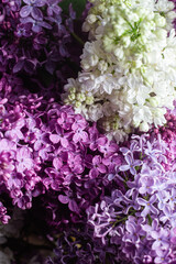 Beautiful bouquet of lilacs of different varieties close-up