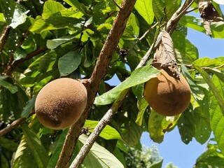 Cupuaçu tree (Theobroma grandiflorum) with fruits - 601405853