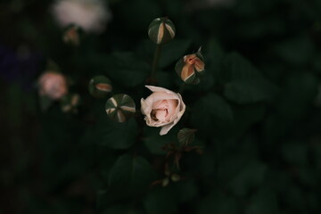 綺麗に咲いているバラ