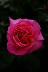 綺麗に咲いているバラ