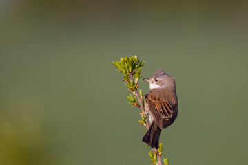 White throat