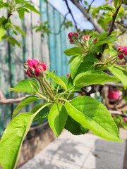 branches of an apple tree, pink buds and bright tender rich green leaves, the trunk of a young tree on the side