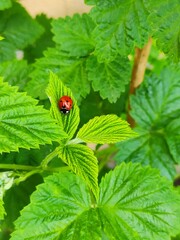 ure's Visitor: Ladybug on Green Raspberry Leaf