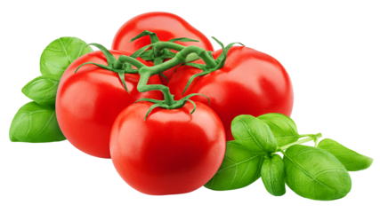 tomato and basil isolated on white background, full depth of field