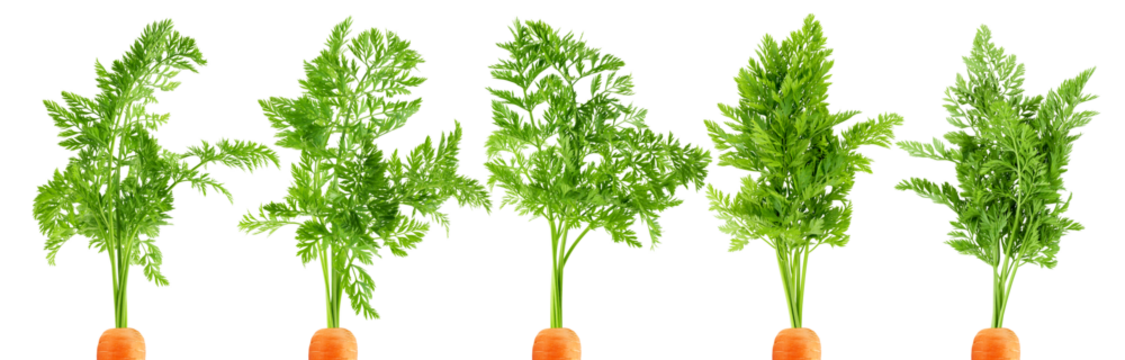 carrot top, halm, leaves, isolated on white background, full depth of field