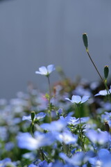 天気のいい日に綺麗に咲いているネモフィラ